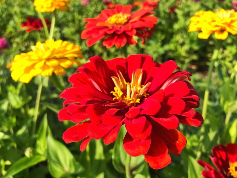 Zinnia flowers in Hanano Miyako Koen Park