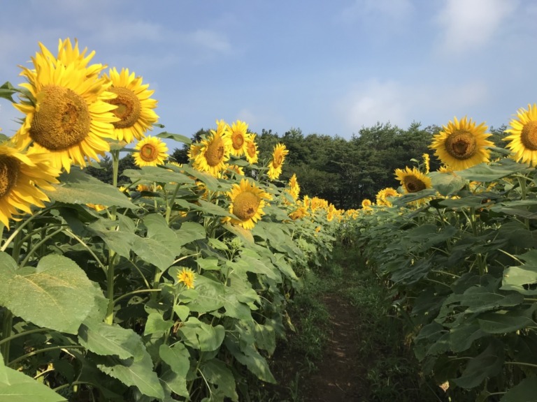 Sunflower maze in Hanano Miyako Koen Park