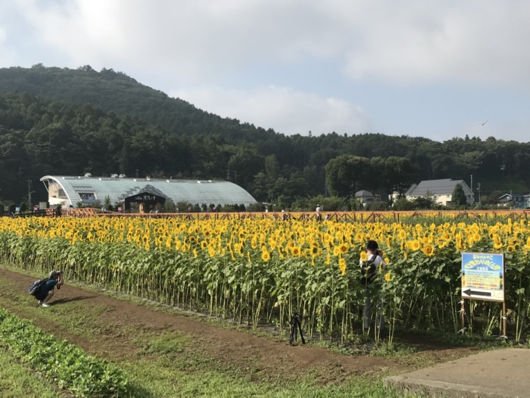 Sunflower maze in Hanano Miyako Koen Park