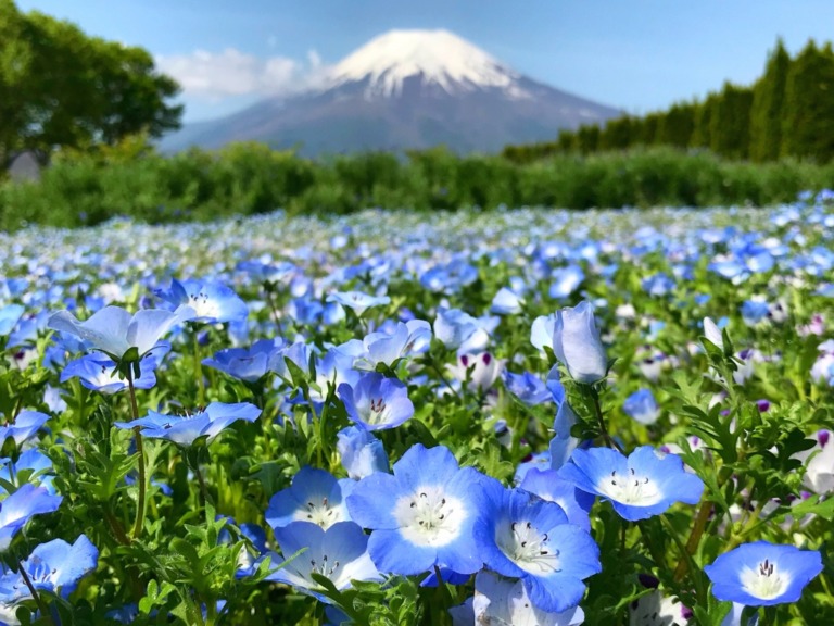 Nemophila and Mt.Fuji in Hanano Miyako Koen Park