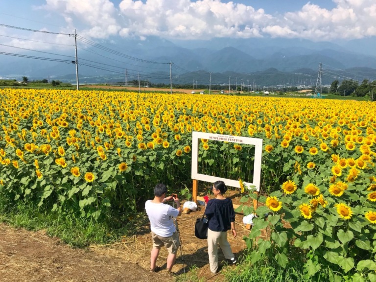 Akeno Sunflower Festival Field No.3