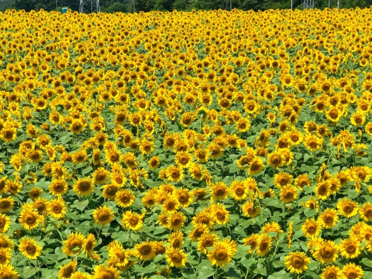 Akeno Sunflower Festival Field No.4