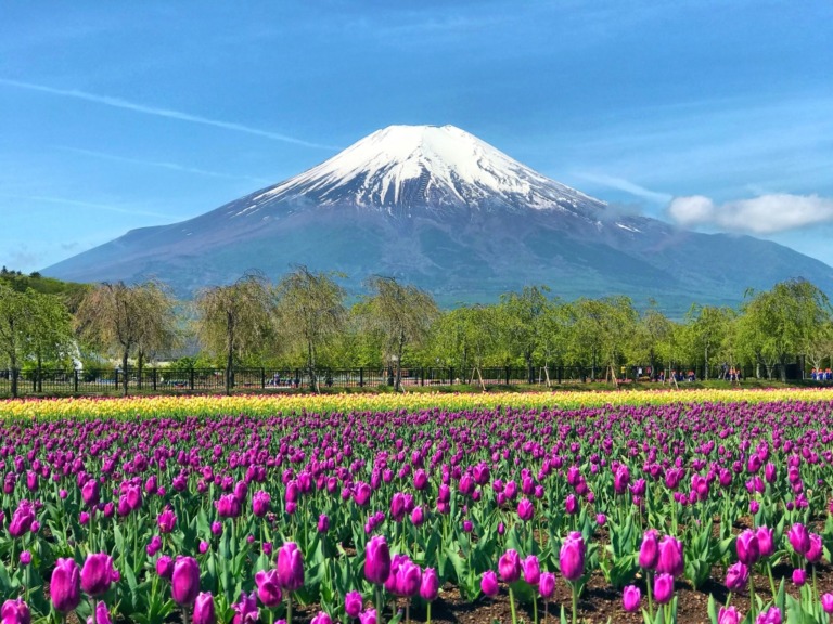 Tulips and Mt.Fuji in Hanano Miyako Koen Park