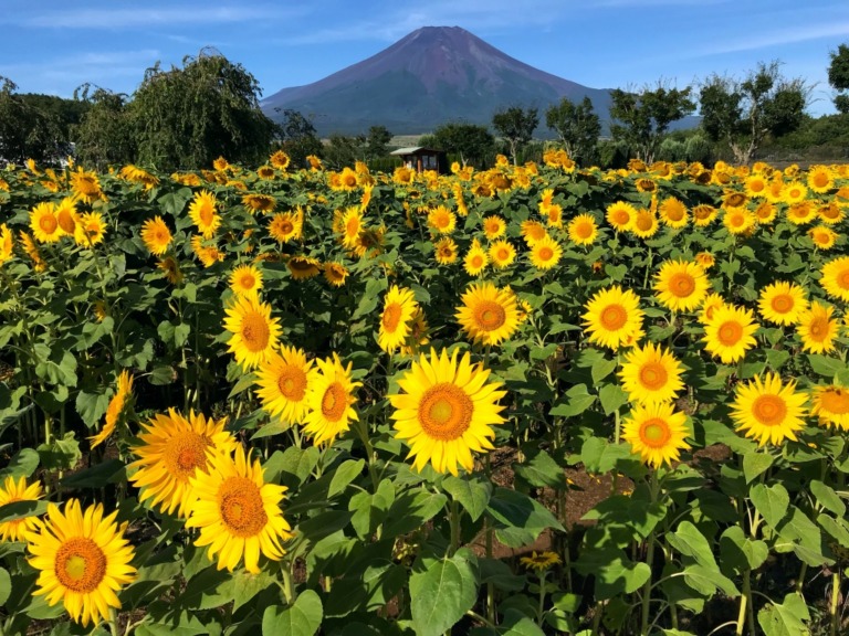 Sunflowers and Mount Fuji in Hanano Miyako Koen Park