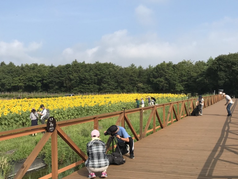 Sunflowers and Mount Fuji in Hanano Miyako Koen Park