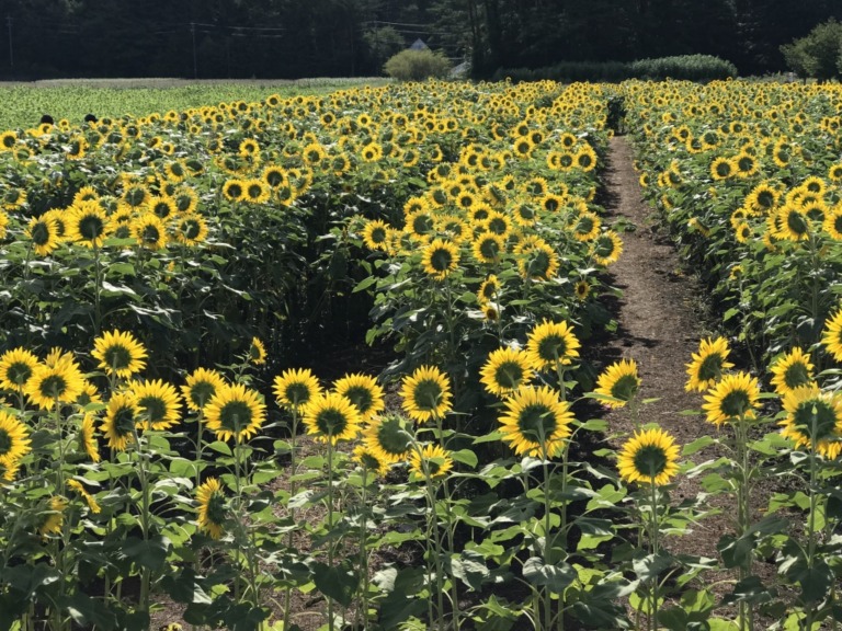 Sunflower maze in Hanano Miyako Koen Park