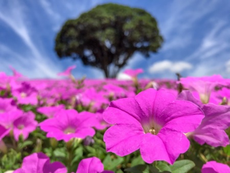 Petunia in Mother Farm