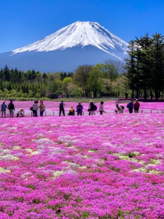 Fuji Shibazakura festival