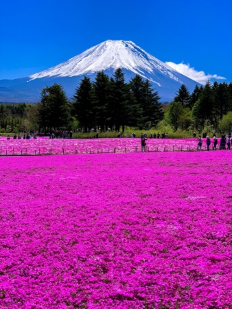 Fuji Shibazakura festival