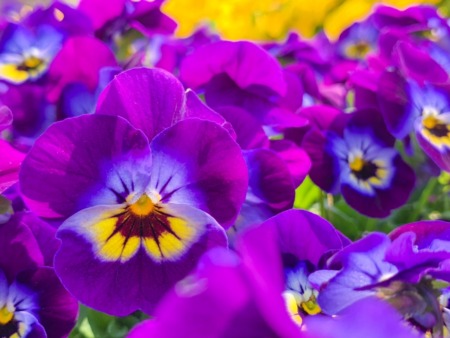 Pansy in the little flower bed at Ryuganbuchi