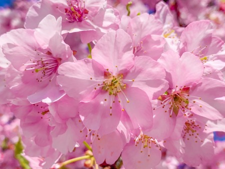 Kawazu Sakura in Hikichigawa Shinsui Koen Park