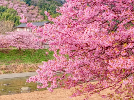 how to shoot cherry blossoms in a cloudy day