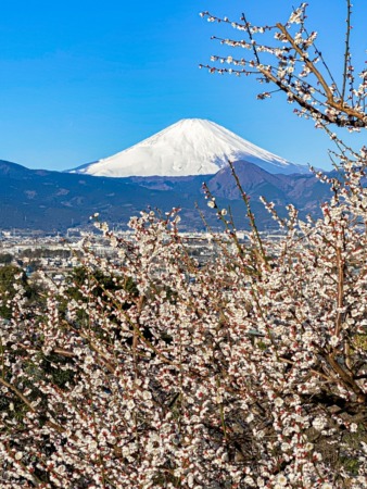 Plum blossoms and Mount Fuji in Soga,Japan