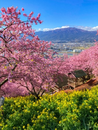 Matsuda Cherry Blossom Festival