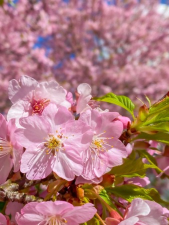 Matsuda Cherry Blossom Festival