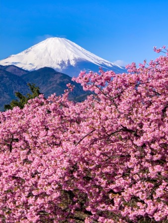 Matsuda Cherry Blossom Festival