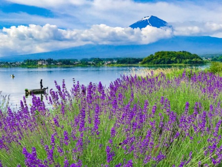 Lavenders and Mount Fuji at Kawaguchiko herb festival2018