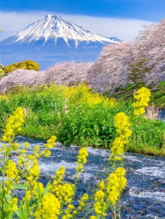 cherry blossoms and Mt.Fuji at Ryuganbuchi 2019