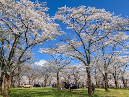 Cherry blossoms and Mt.Fuji in Taiseki-ji temple