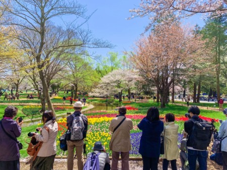 Tulip field and cherry blossoms in Showa Memorial Park in Tokyo