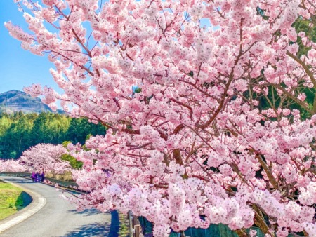 Harumeki Zakura in Hadano city