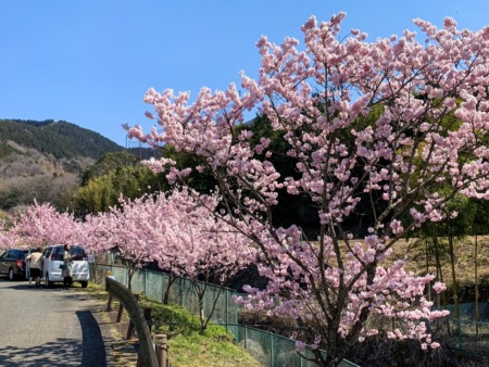 Harumeki Zakura in Hadano city