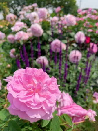 roses at Minato-no-mieru-oka park