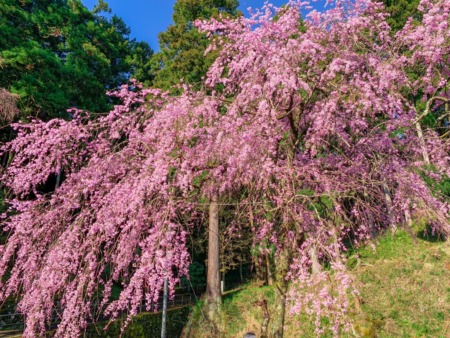 Shidare Zakura cherry blossoms in Saijo-ji temple