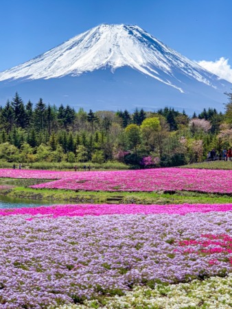 Fuji Shibazakura festival