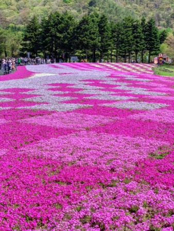 Fuji Shibazakura festival