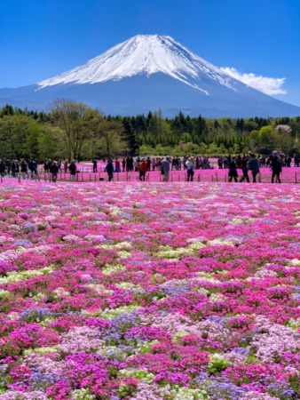 Fuji Shibazakura festival