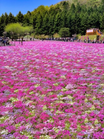 Fuji Shibazakura festival