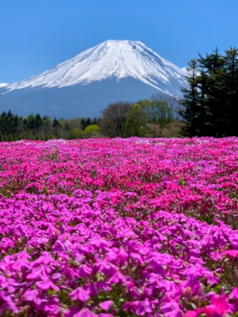 Fuji Shibazakura festival