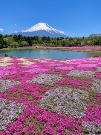 Fuji Shibazakura festival