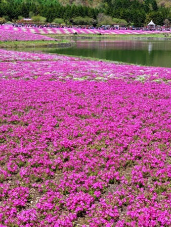 Fuji Shibazakura festival