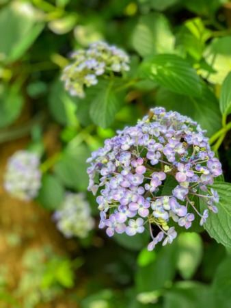 Hydrangeas in Gokurakuji temple