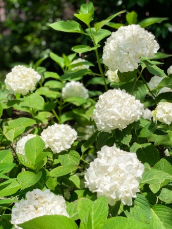 Hydrangeas in Gokurakuji temple