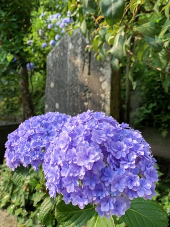 Hydrangeas in Enoshima island