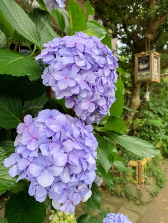 Hydrangeas in Enoshima island