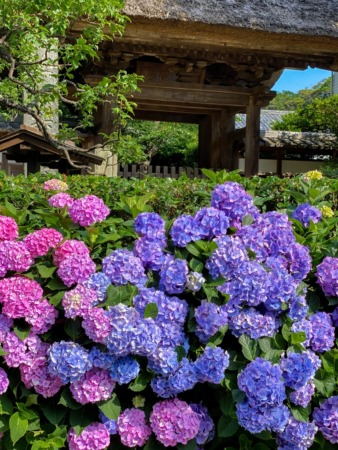 Hydrangeas in Gokurakuji temple