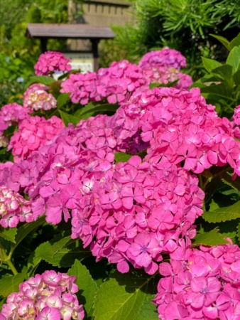 Hydrangeas in Gokurakuji temple