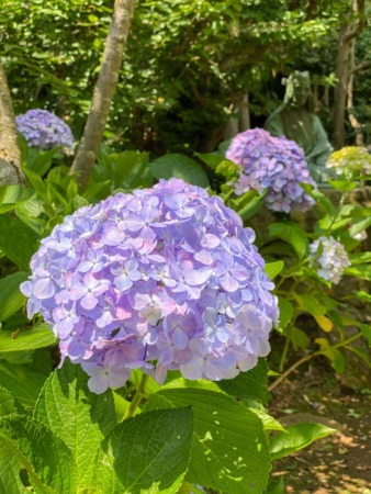 Hydrangeas in Enoshima island