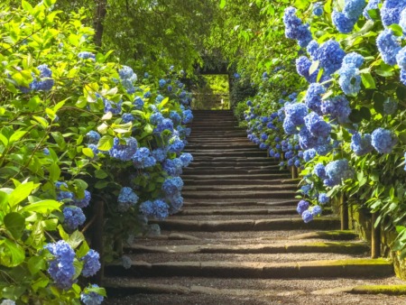 Hydrangea in Meigetsuin Temple