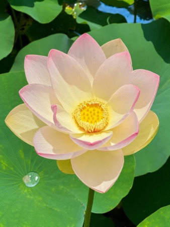 Lotus flowers in Daiichi Hasuike in Fujisawa city