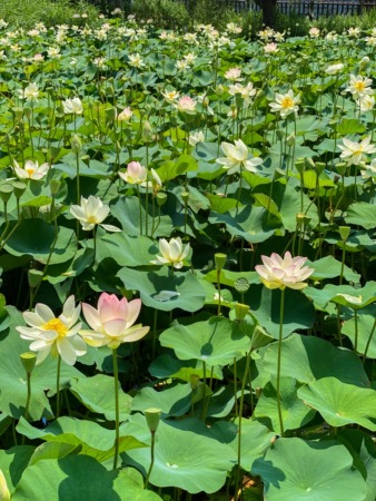 Lotus flowers in Daiichi Hasuike in Fujisawa city