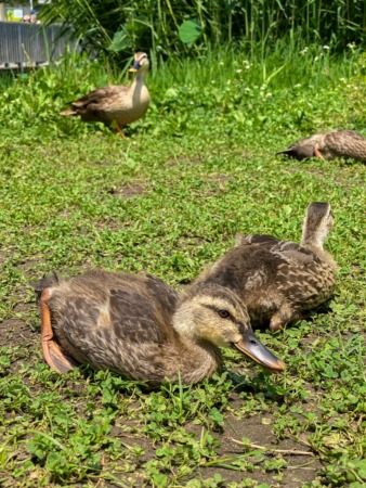 Family of ducks in Daiichi Hasuike in Fujisawa city