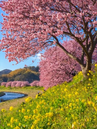 Kawazu Zakura cherry blossoms in Minami Izu Town