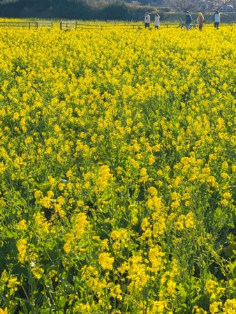 canola flower field in Minami Izu Town