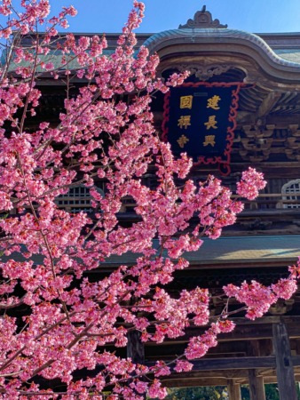 Okame Zakura cherry blossoms and Kencho-ji temple