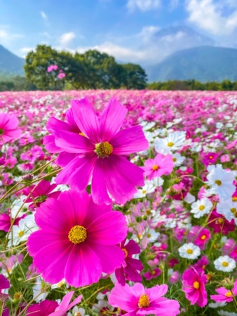 cosmos flowers in Shimabara Hibaruyama Hana Koen park